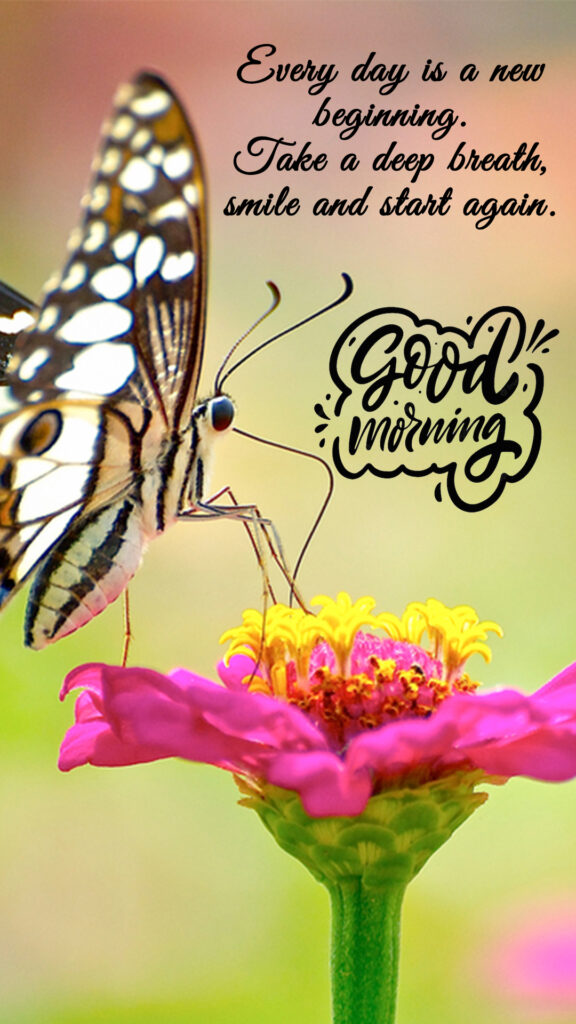 Butterfly Good Morning Images HD Wallpapers 2